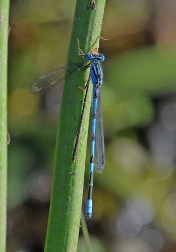 Male
2010_09_24_Wakulla_FL